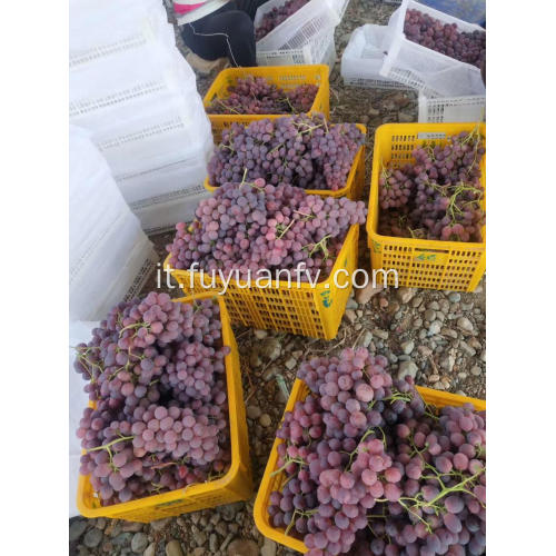 2019 nuova uva Xinjiang con un buon prezzo